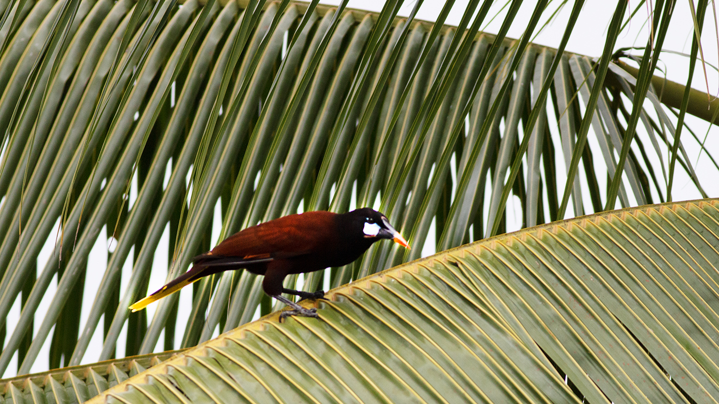Montezuma Oropendola